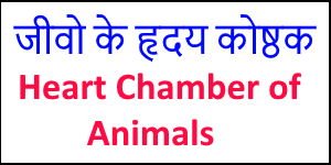 Heart Chamber of Animals